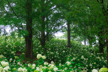 霧に包まれた幻想的な紫陽花