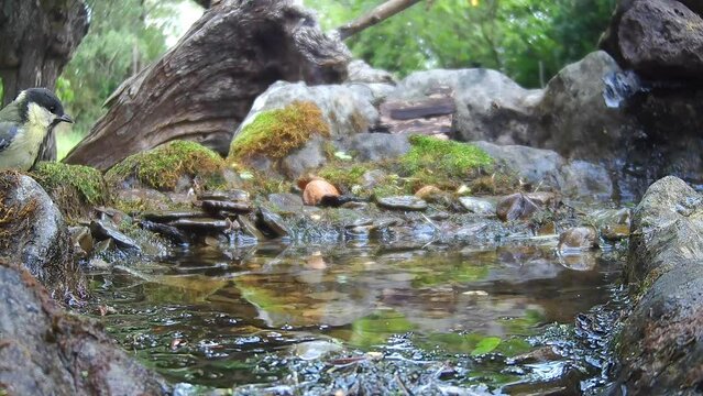 Vogelbad  