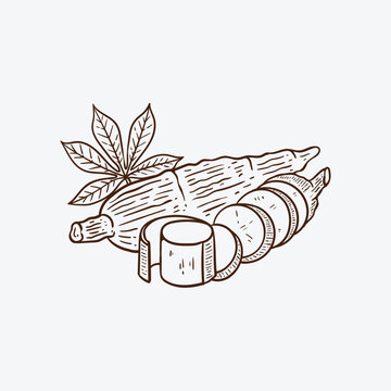 hand drawn cassava illustration