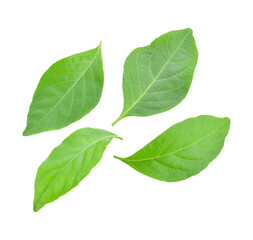 Rhinacanthus nasutus or White crane flower ,green leaves on transparent png