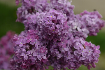Fototapeta premium Closeup of common Lilac