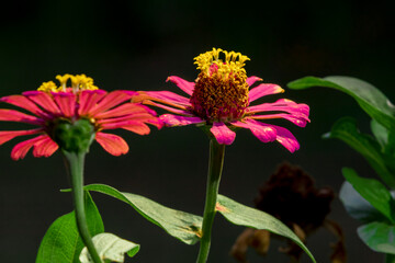 red and yellow flower