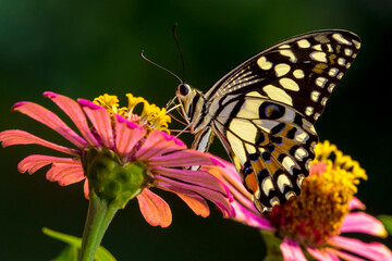 butterfly on flower