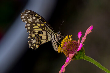 butterfly on flower