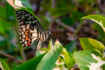 butterfly on a flower