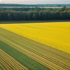 Obraz premium field of many crops