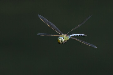 Große Königslibelle (Anax imperator) © Lothar Lenz