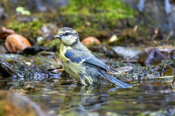 Blaumeise (Cyanistes caeruleu)