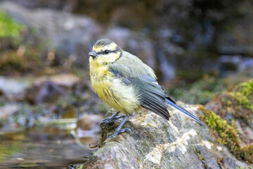 Blaumeise (Cyanistes caeruleu)