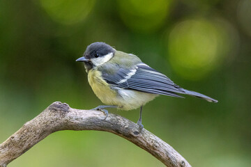 Kohlmeise (Parus major)