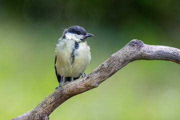 Kohlmeise (Parus major)