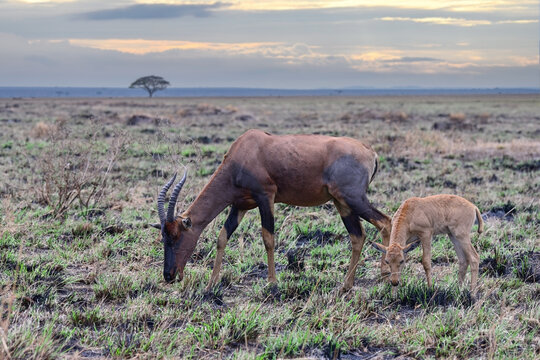 Antelope Bubal with a calf grazing