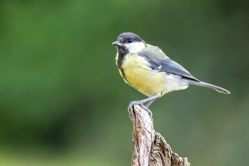 Fototapeta premium Kohlmeise (Parus major)