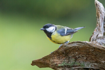 Kohlmeise (Parus major)