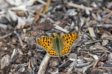 Kleiner Perlmutterfalter (Issoria lathonia)