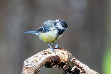 Kohlmeise (Parus major)
