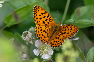 Brombeer-Perlmuttfalter (Brenthis daphne)