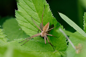 Listspinne (Pisaura mirabilis)