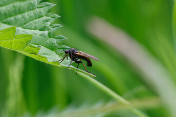 Gewürfelte Tanzfliege (Empis tesselata)