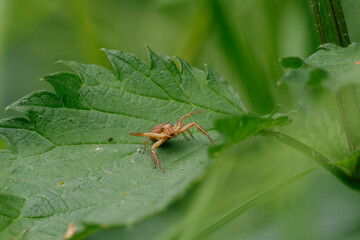 Braune Krabbenspinne oder Busch-Krabbenspinne (Xysticus cristatus)