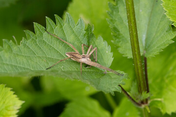 Listspinne (Pisaura mirabilis)