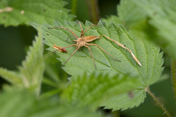 Listspinne (Pisaura mirabilis)