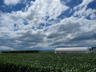 210807秘伝豆河北町月山堂

秘伝豆の畑。河北町、月山堂にて

山形県河北町
秘伝豆
畑
空
雲
青空