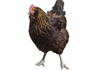Chicken isolated on white background