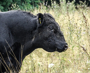 Black angus bull on meadow