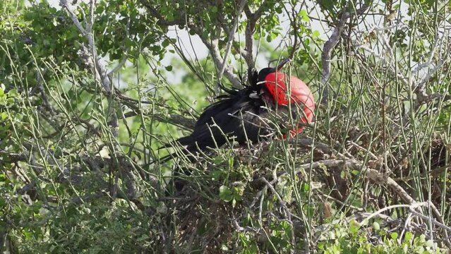 Magnificent frigatebird, Fregata magnificens, is a big black seabird with a characteristic red gular sac, Frigate bird nesting in bushes at the coastline of the pacific ocean of the Galapagos islands.