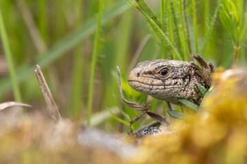 Mauereidechse (Podarcis muralis)
