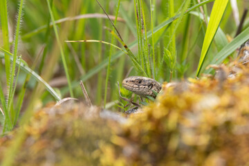 Mauereidechse (Podarcis muralis)