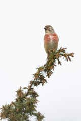 Hänfling (Linaria cannabina)