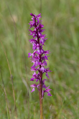 Knabenkraut-Orchidee in der Eifel