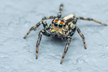 Close up a colorful jumping spider on cement floor, Selective focus, macro shot, Thailand.