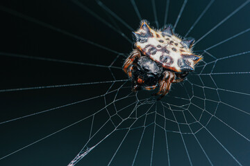 Orb weaver spider (Leucauge venusta) on web, Macro shot of insect and wildlife in nature.