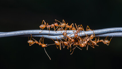 Red ants group working on barbed wire, Weaver ants macro photo, Teamwork in nature and dark...