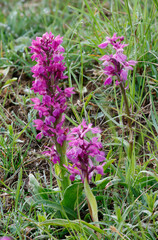 Knabenkraut-Orchidee in der Eifel