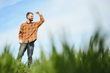 A young farmer inspects the quality of wheat sprouts in the field. The concept of agriculture.