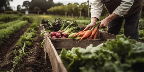 Fotobehang Tuin Anonymous chef harvesting fresh vegetables on a farm
