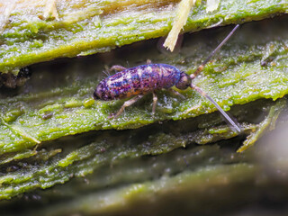 Glänzender Springschwanz (Tomocerus vulgaris)
