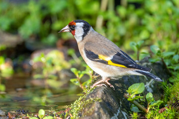 Stieglitz (Carduelis carduelis)