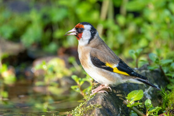 Stieglitz (Carduelis carduelis)