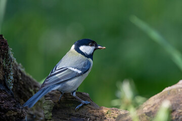 Kohlmeise (Parus major)