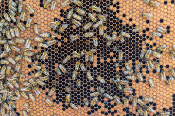 Abstract hexagon structure is honeycomb from bee hive filled