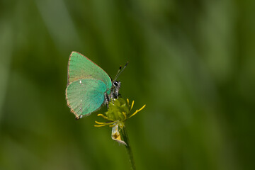 Fototapeta na wymiar Grüne Zipfelfalter (Callophrys rubi), auch Brombeer-Zipfelfalter