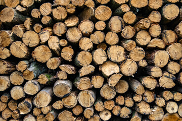 Photography on theme big wall of stacked oak tree logs in cracks