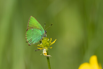 Grüne Zipfelfalter (Callophrys rubi), auch Brombeer-Zipfelfalter