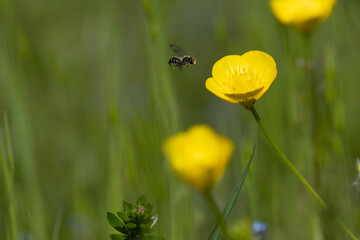 Hahnenfuß-Scherenbiene (Osmia florisomne)