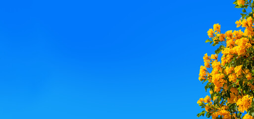 Yellow bells flowers green leaves blue sky background, tecoma trumpet bush, beautiful flower branch border, decorative frame design, natural floral decoration, greeting card template, text copy space